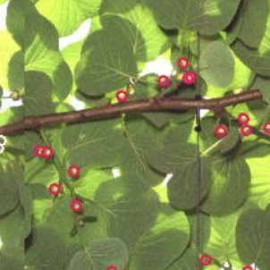 Kiwifruit buds