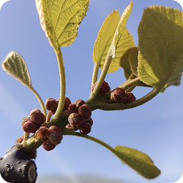 Kiwifruit Bud