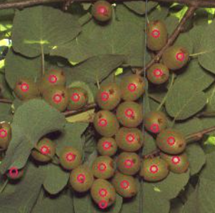 Kiwifruit fruit