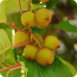 Kiwifruit Bud